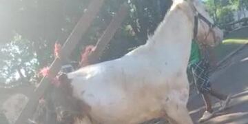 Candelaria: vecina filmó cuando un caballo era maltratado y lo denunció por redes sociales.