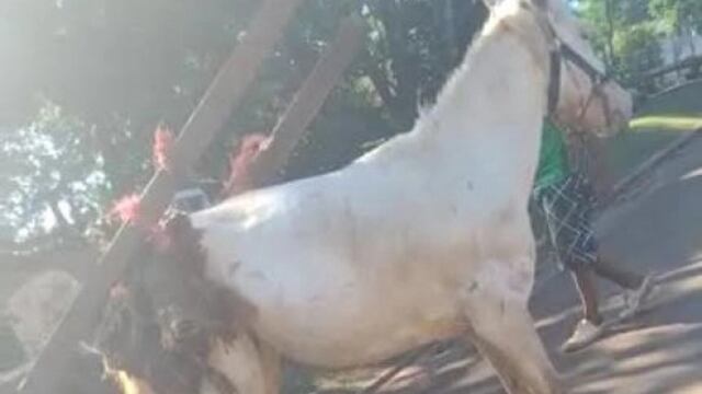 Candelaria: vecina filmó cuando un caballo era maltratado y lo denunció por redes sociales.