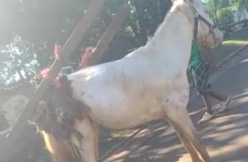 Candelaria: vecina filmó cuando un caballo era maltratado y lo denunció por redes sociales