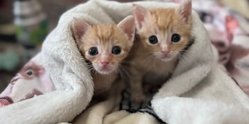 Organizan un evento para adopción responsable de gatos.