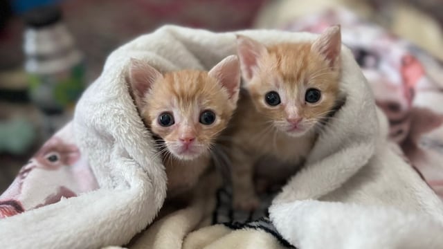 Organizan un evento para adopción responsable de gatos.