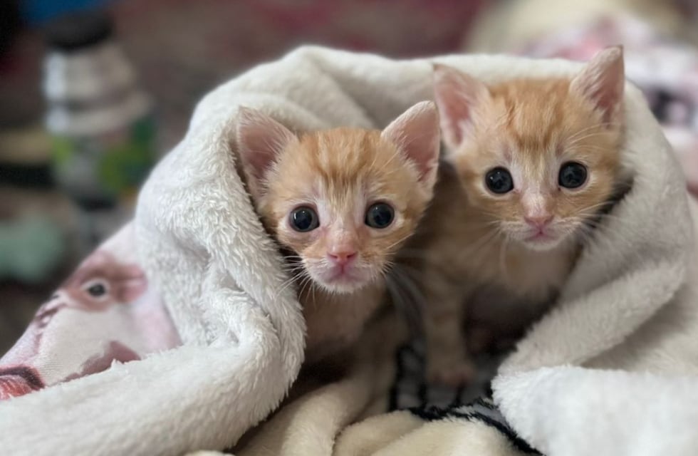 Merendar rodeados de gatos: cómo es la propuesta de adopción que impulsan en Córdoba