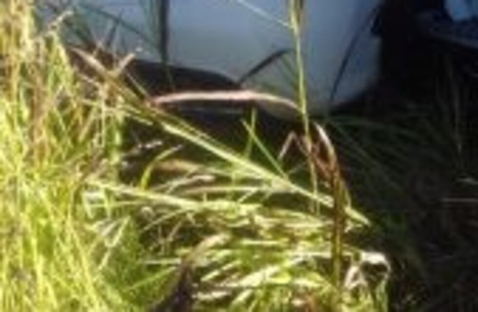 Corral de Bustos: accidente fatal en Ruta Provincial N° 11