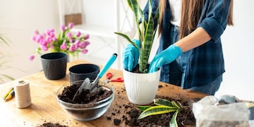 Hands of a gardener in gloves plant a houseplant in a pot with soil, plant with garden tools\u002E Gardening or planting concept\u002E