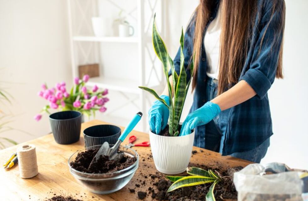 Diez tips para cuidar tus plantas en invierno