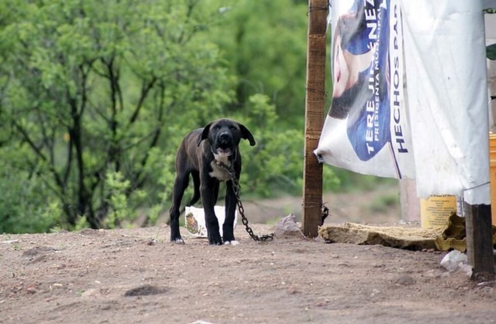 Indignante: delincuentes le clavaron una cuchilla en la cabeza a un perro