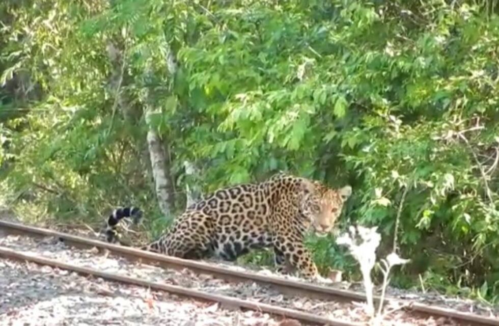 Filman a un Yaguareté en el área de Cataratas