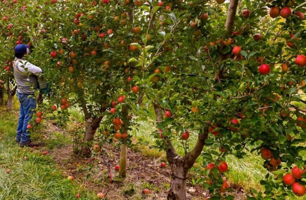 Neuquén gestionó más de $50 millones para emprendimientos productivos durante 2018