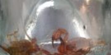 Alacranes que encontru00f3 Silvina Luna.