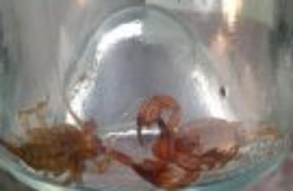 Silvina Luna encontró cuatro alacranes en su casa en Carlos Paz