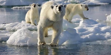 Osos polares sobre hielo que se derrite\u002E (AP)