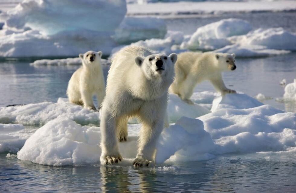 Invasión de osos polares en Rusia: escapan del calentamiento global