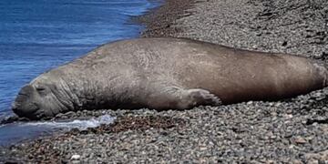 Solicitan a los vecinos no ir a la Zona de Reserva de Lobos