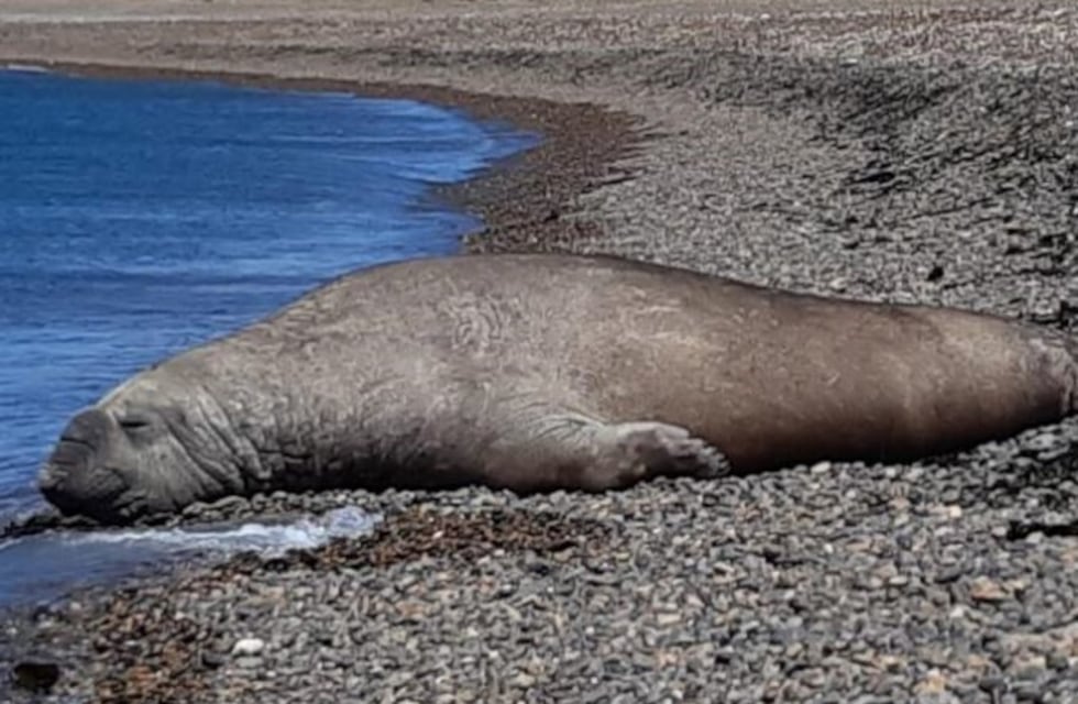 Solicitan a los vecinos no ir a la Zona de Reserva de Lobos