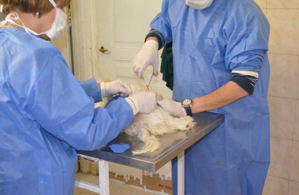 Se castraron 50 animales en el dispensario canino