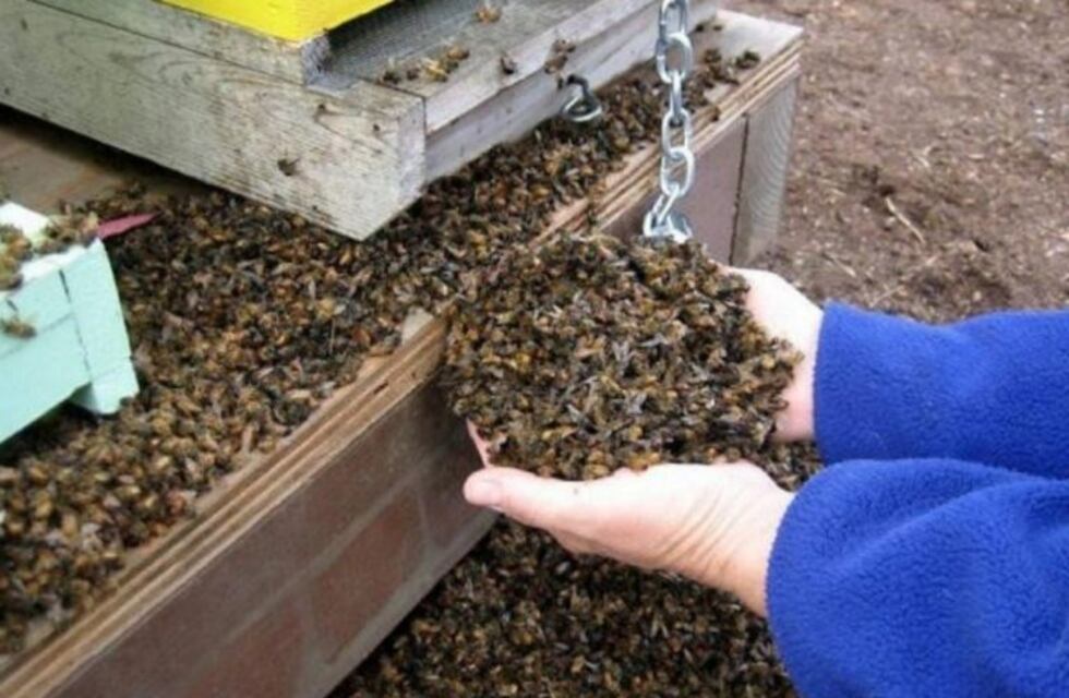 Investigan la muerte súbita de millones de abejas en Traslasierra