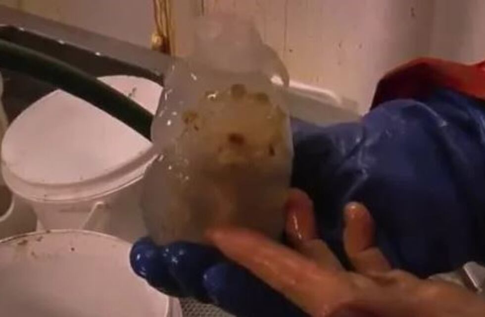 Hallan a una extraña criatura gelatinosa y transparente con forma de elefante