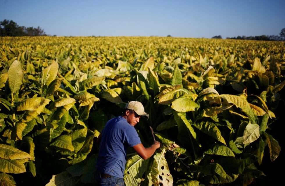 El Gobierno provincial le reintegró 45 millones de pesos a los productores tabacaleros