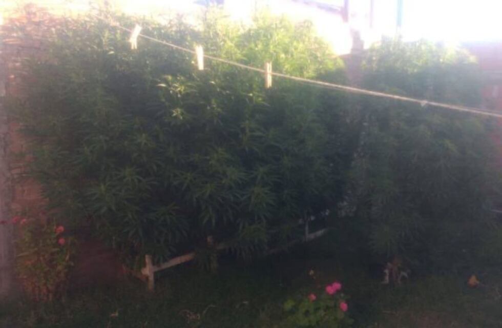 Punta Alta: allanamiento por violencia familiar finalizó con secuestro de marihuana