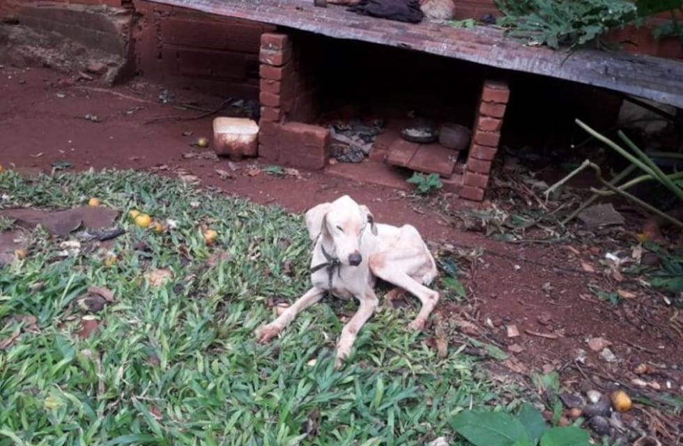 Un perro apareció colgado de un cable por un árbol en Eldorado