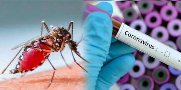 Dengue - Coronavirus