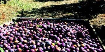 Cosecha de ciruelas