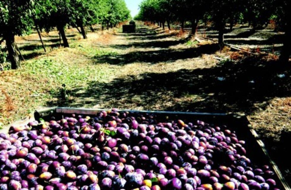 Presentaron un proyecto para subsidiar a los productores con $16.000 por hectárea