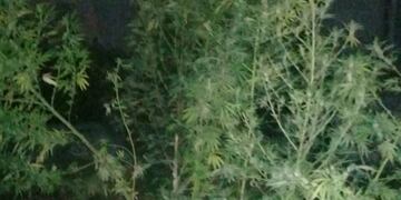 La planta estaba en el patio de la vivienda por donde escapó parte del grupo\u002E (Policía de Santa Fe)