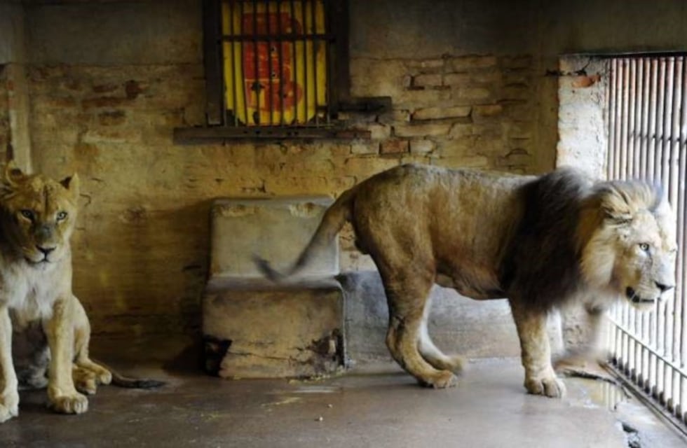 Murió uno de los animales más representativos del ex zoo de Mendoza