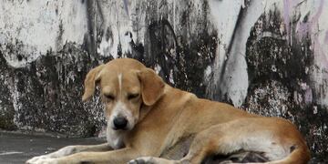 Preocupación por un gran número de perros envenados en Comodoro