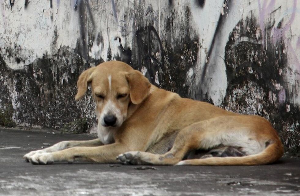 Preocupación por un gran número de perros envenados en Comodoro