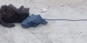 Perros muertos en el San Martín\u002E