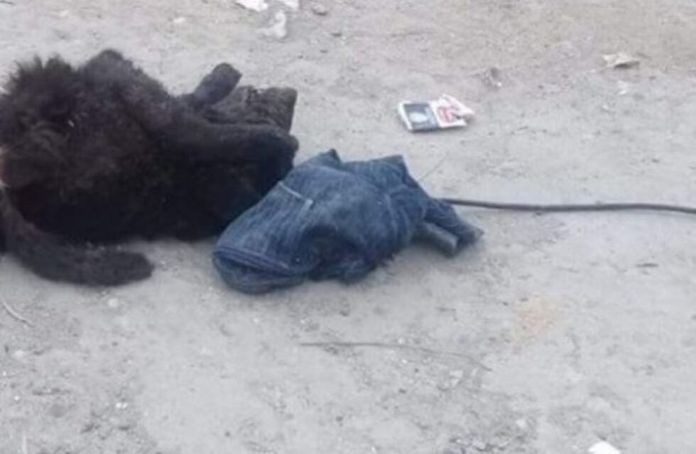 Aparecieron perros muertos y los atribuyen a rito umbanda