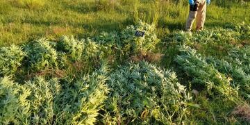 Utilizaban su campo para sembrar marihuana