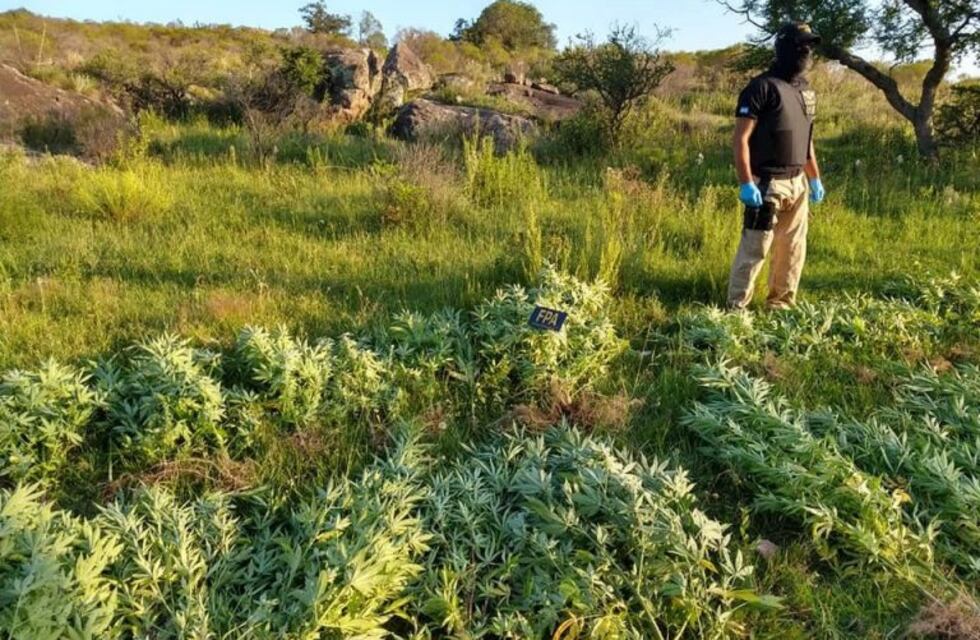 Tanti: denunció que usaban su campo para sembrar marihuana