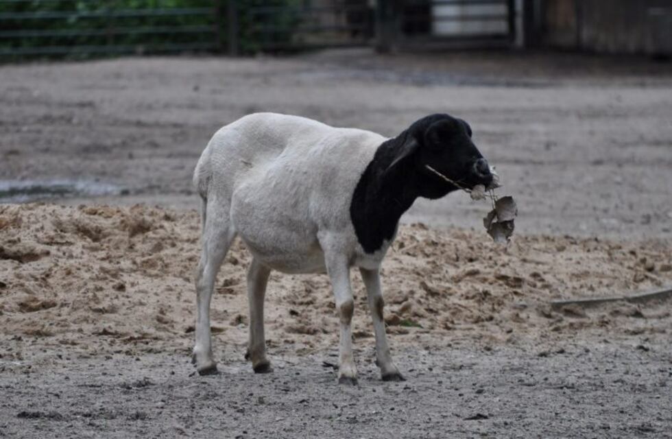 Denuncian al Ecoparque por usar una técnica de castración dolorosa