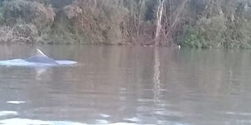 Un delfín apareció nadando en el río Paraná\nCrédito: Web