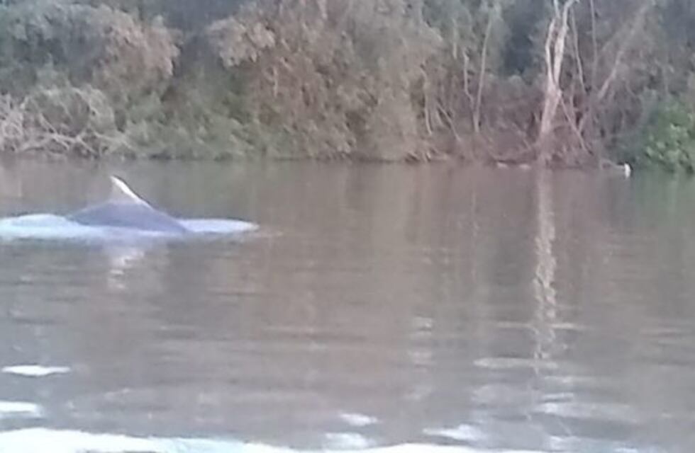 Un delfín nadando en el Paraná sorprendió a los entrerrianos