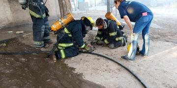 Bomberos salvaron a un gato en un incendio