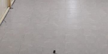 Encontraron roedores en las escuelas 44 y 33 de Bariloche\u002E