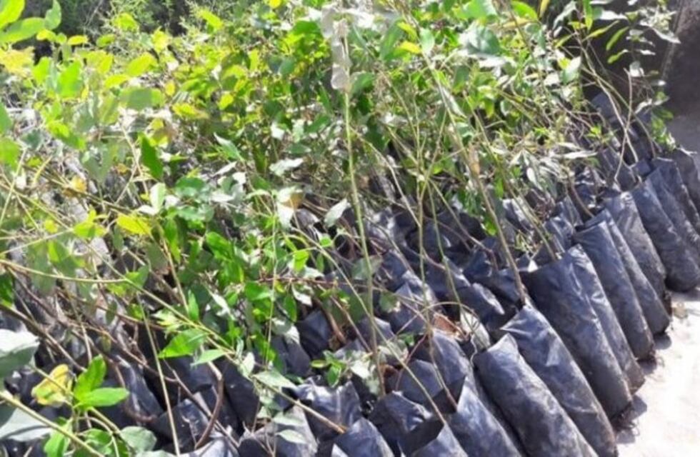 Mina Clavero recibió centenares de árboles autóctonos