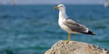 Gaviota en Roma (Web)