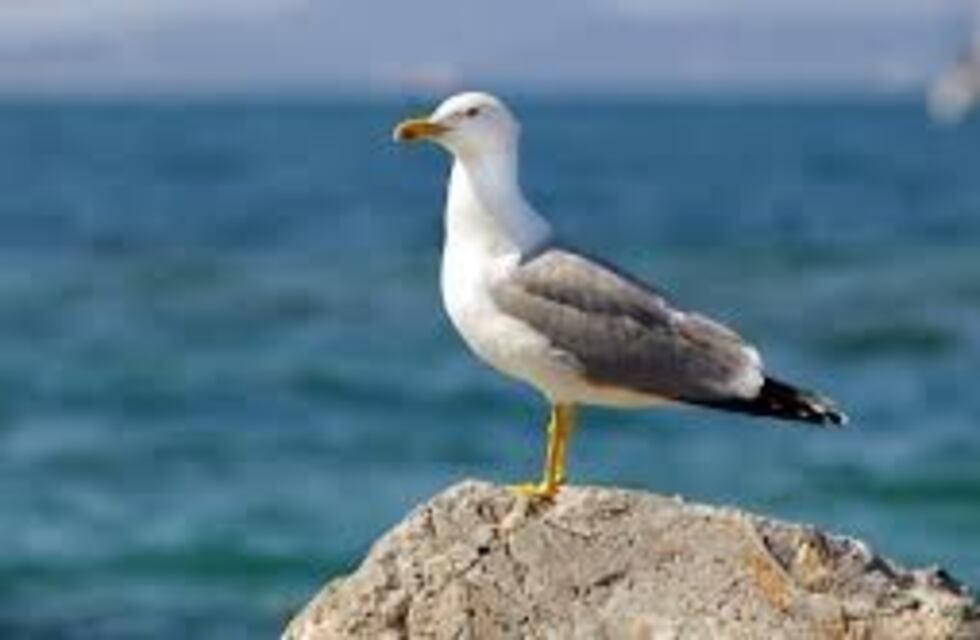 Sorprendente video de una gaviota que se come una rata en las calles de Roma