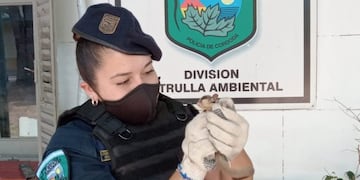 Se trata de un Petauro del Azúcar, mamífero oriundo del norte y este Australia\u002E