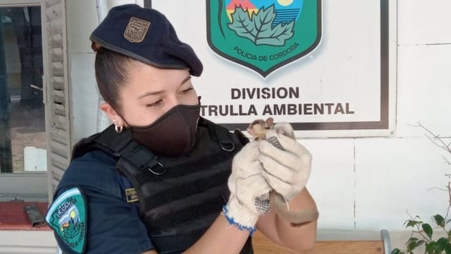 Se trata de un Petauro del Azúcar, mamífero oriundo del norte y este Australia\u002E