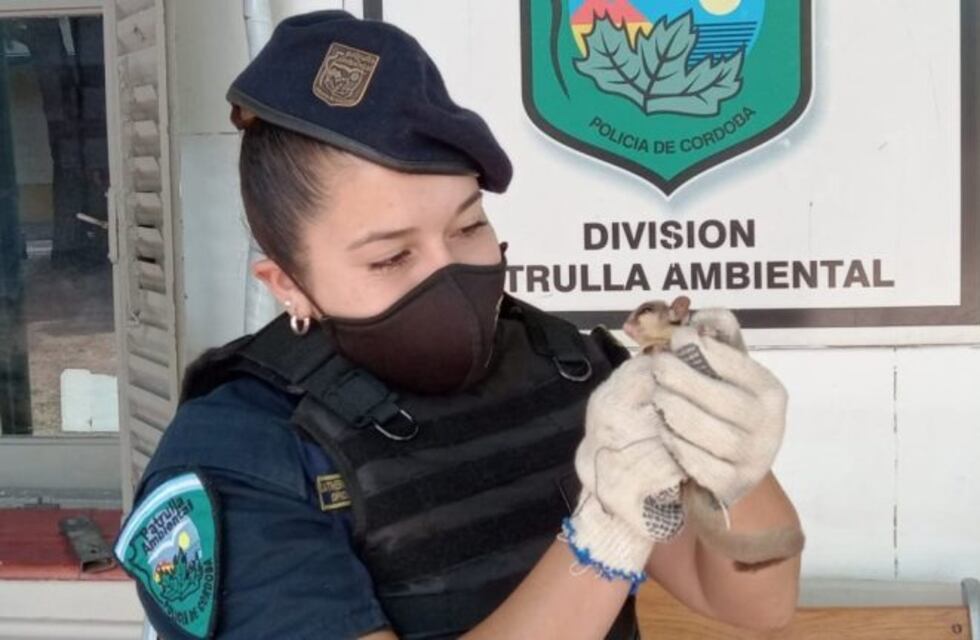 Un mamífero de Australia apareció en Córdoba