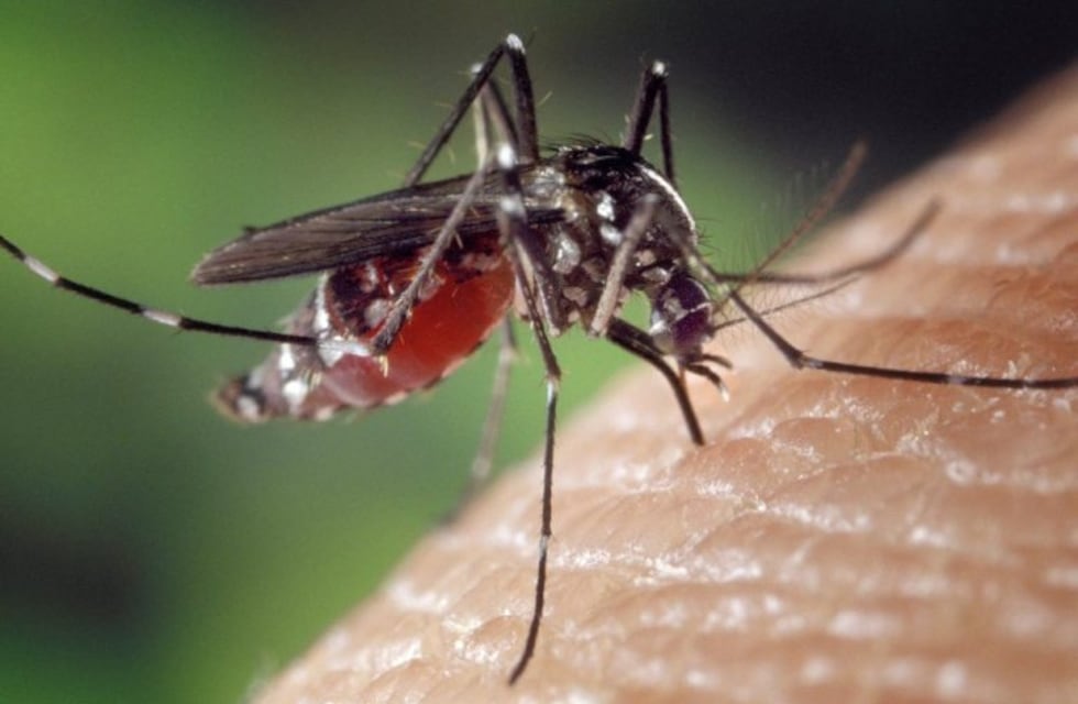 Detectan leishmaniasis visceral en una mujer de Concordia