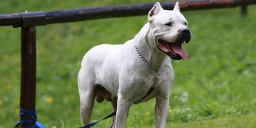 Una mujer denunció que la atacó un dogo argentino y tres personas en un circo en Trelew. Imagen Ilustrativa.