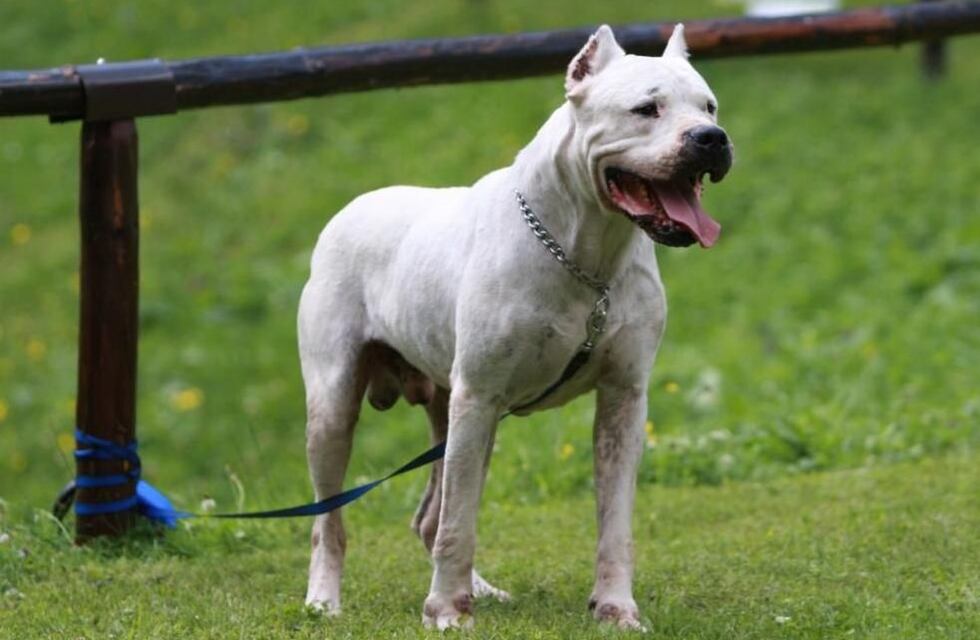 Salió a pasear con su perro y los atacó un dogo