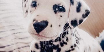 Wiley, Dálmata\u002E (Fotografía: Lexi Smith)